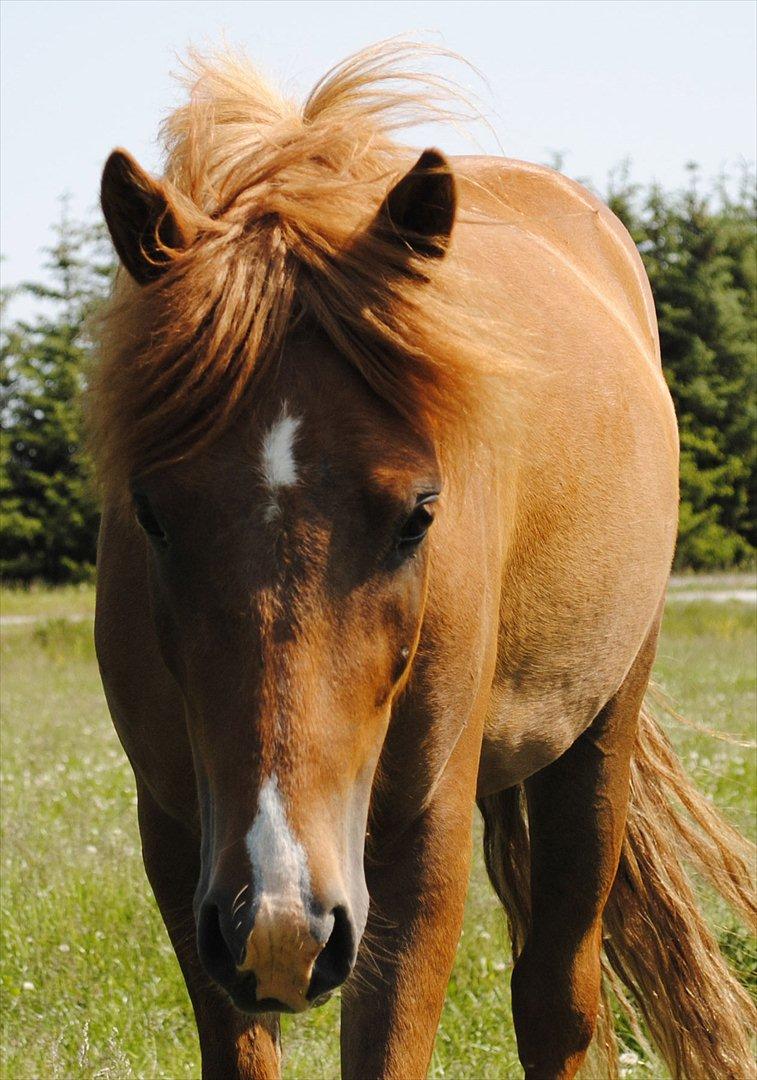 Anden særlig race Lundgaards Jolly Jumper - Foto: Dorte Jensen/Grønvang billede 11