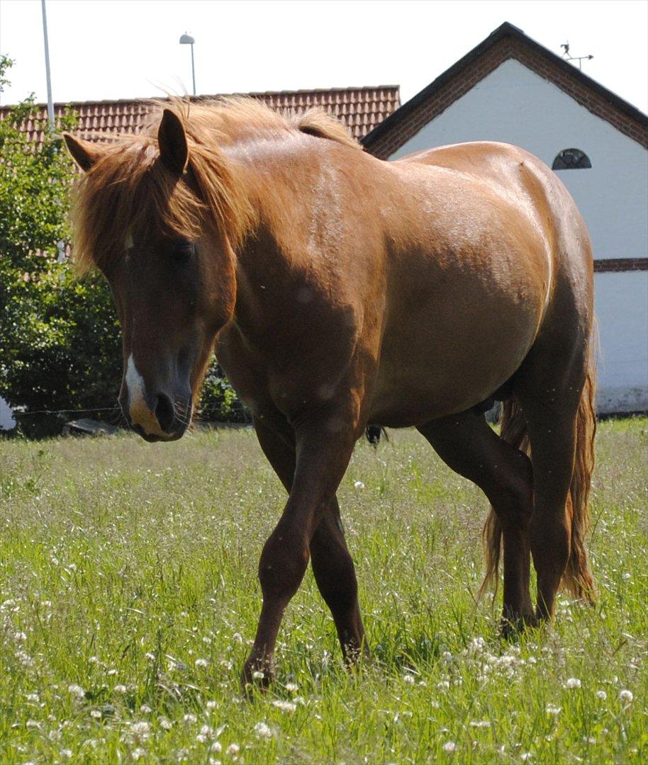 Anden særlig race Lundgaards Jolly Jumper - Foto: Dorte Jensen/Grønvang billede 12