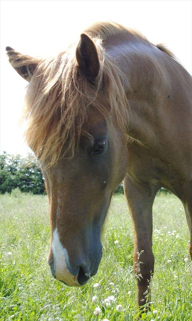 Anden særlig race Lundgaards Jolly Jumper - Foto: Dorte Jensen/Grønvang billede 13