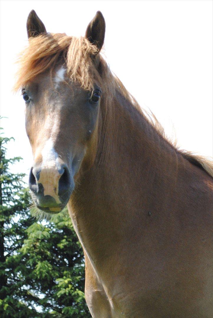 Anden særlig race Lundgaards Jolly Jumper - Foto: Dorte Jensen/Grønvang billede 14