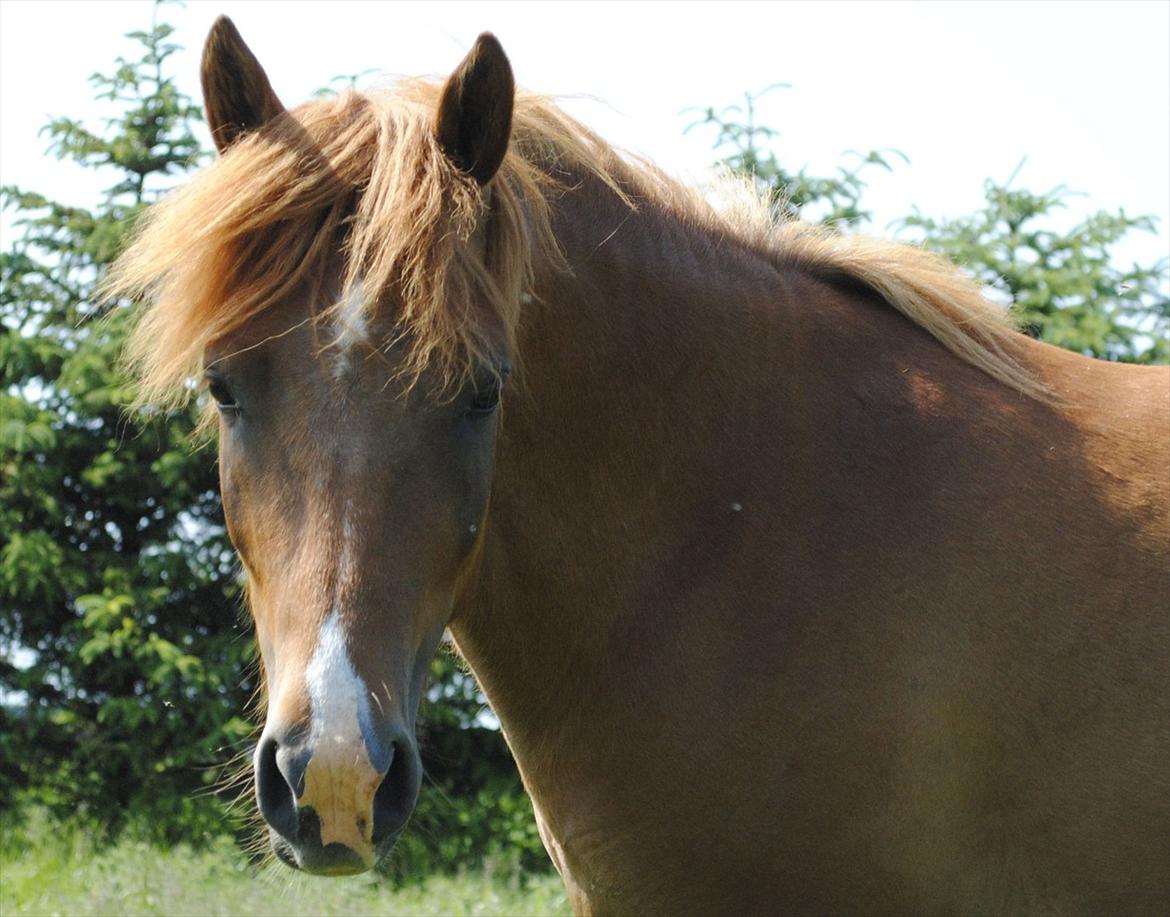 Anden særlig race Lundgaards Jolly Jumper - Foto: Dorte Jensen/Grønvang billede 15