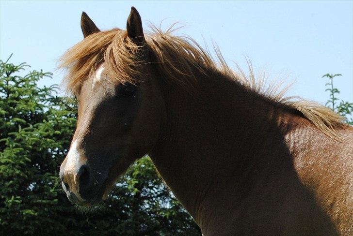 Anden særlig race Lundgaards Jolly Jumper - Foto: Dorte Jensen/Grønvang billede 16