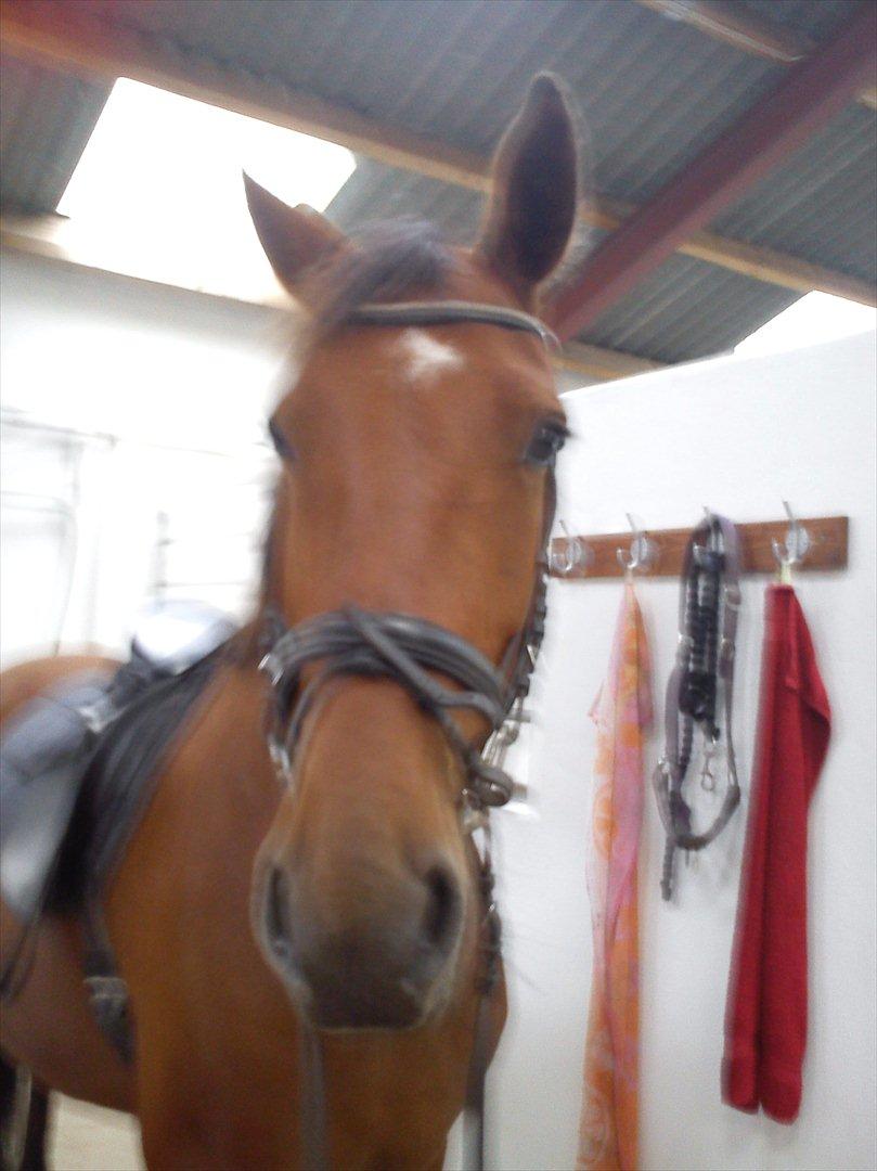 Anden særlig race Comet!<3. har redet!. billede 3