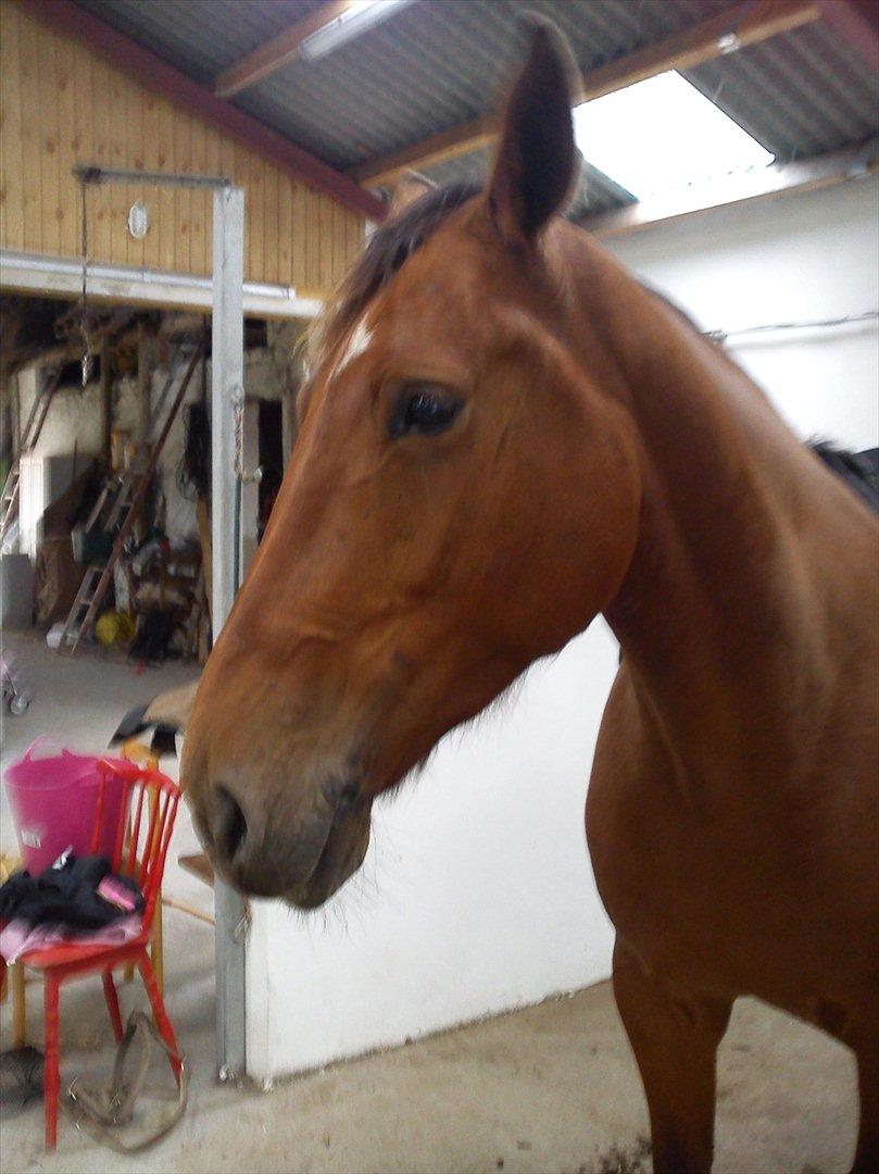 Anden særlig race Comet!<3. har redet!. billede 4