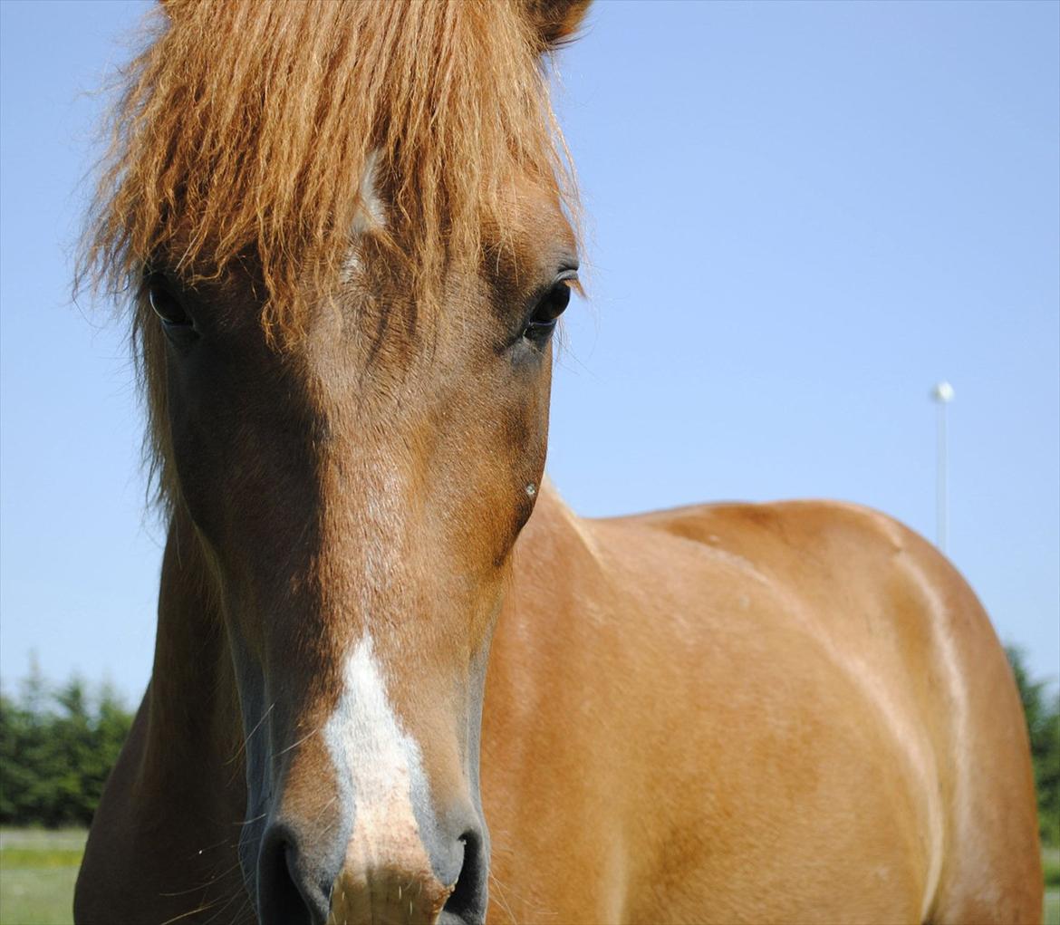 Anden særlig race Lundgaards Jolly Jumper - Foto: Dorte Jensen/Grønvang billede 17