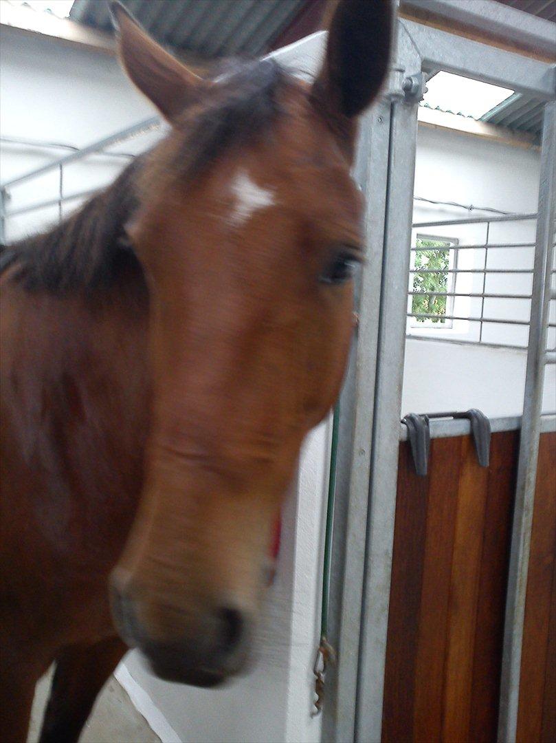 Anden særlig race Comet!<3. har redet!. billede 5