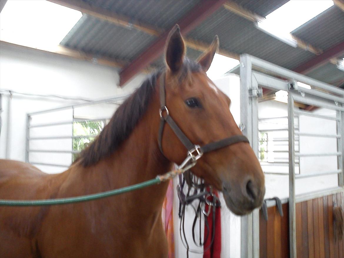 Anden særlig race Comet!<3. har redet!. billede 6