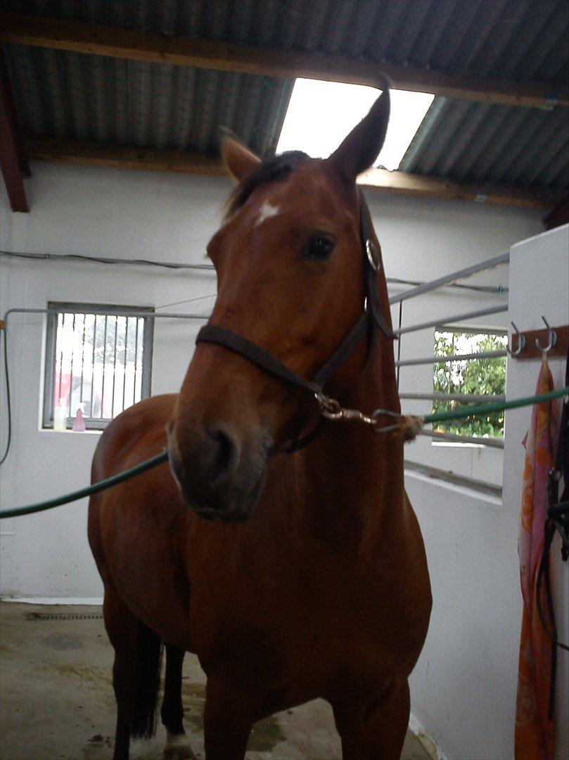 Anden særlig race Comet!<3. har redet!. billede 7