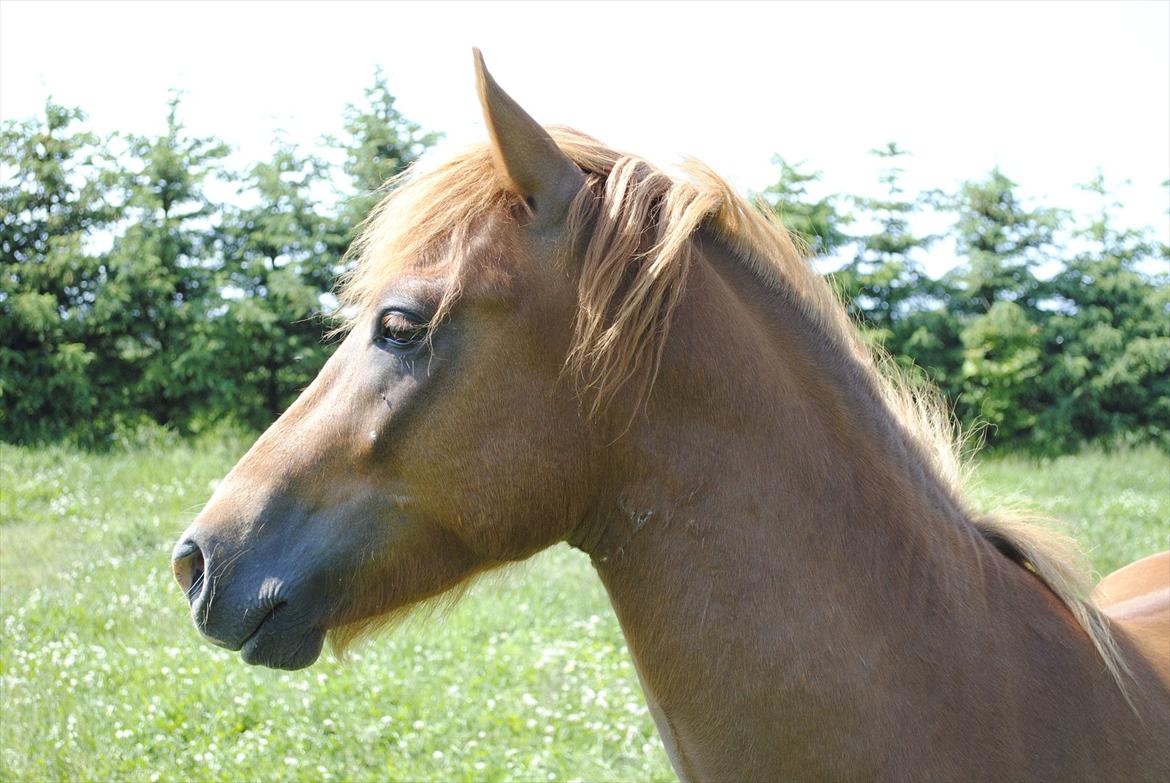 Anden særlig race Lundgaards Jolly Jumper - Foto: Dorte Jensen/Grønvang billede 18