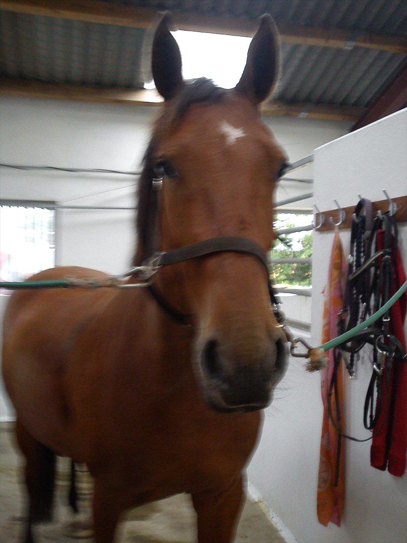 Anden særlig race Comet!<3. har redet!. billede 8