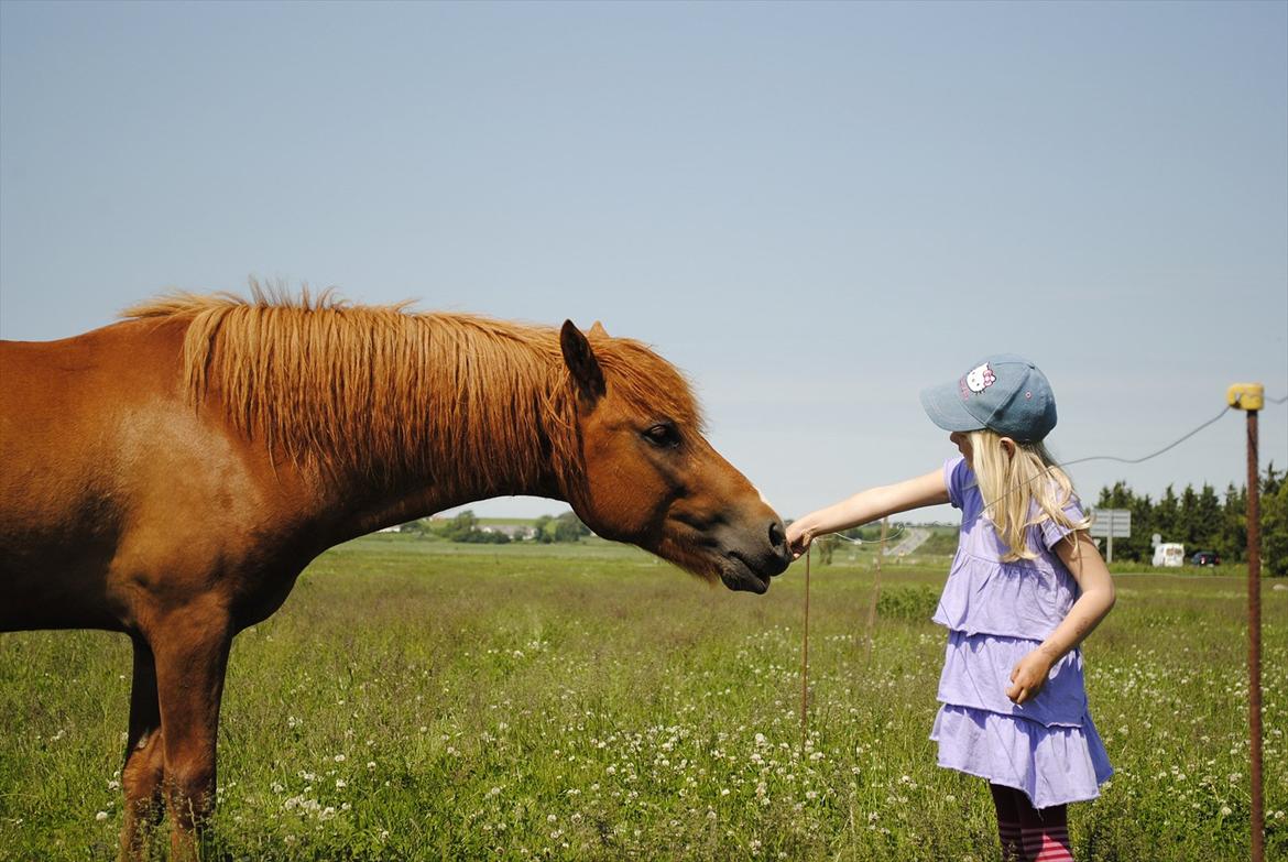 Anden særlig race Lundgaards Jolly Jumper - Foto: Dorte Jensen/Grønvang billede 19