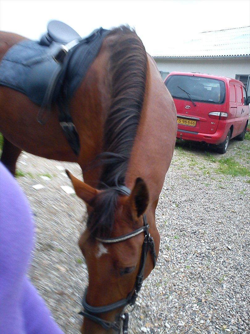 Anden særlig race Comet!<3. har redet!. - alsåer ikke nu alle de billeder!! billede 9