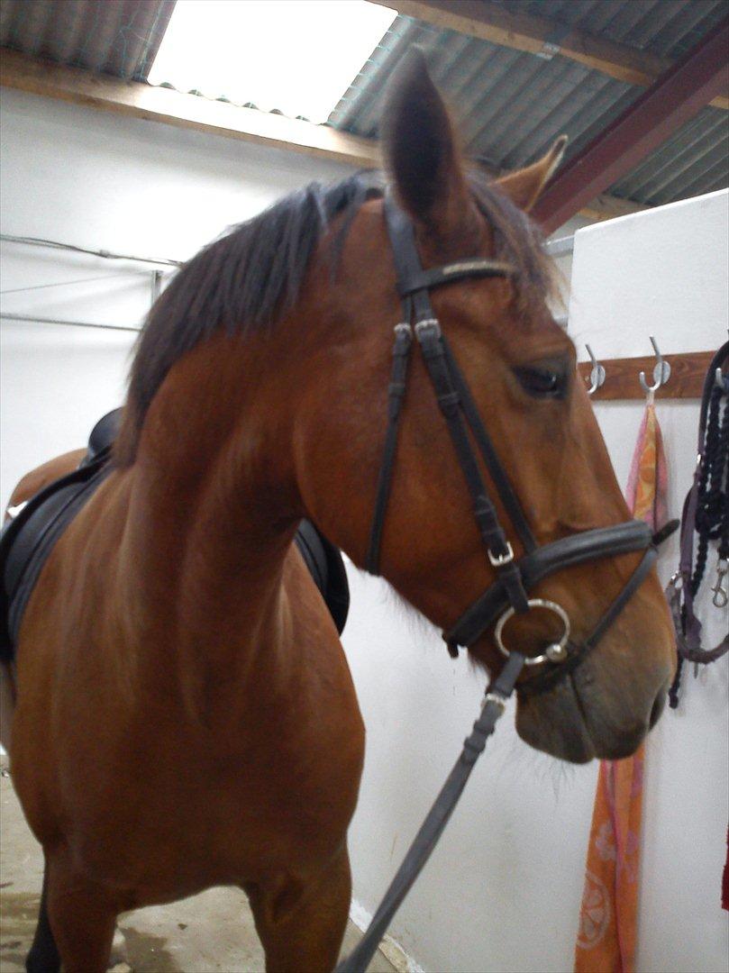 Anden særlig race Comet!<3. har redet!. billede 10