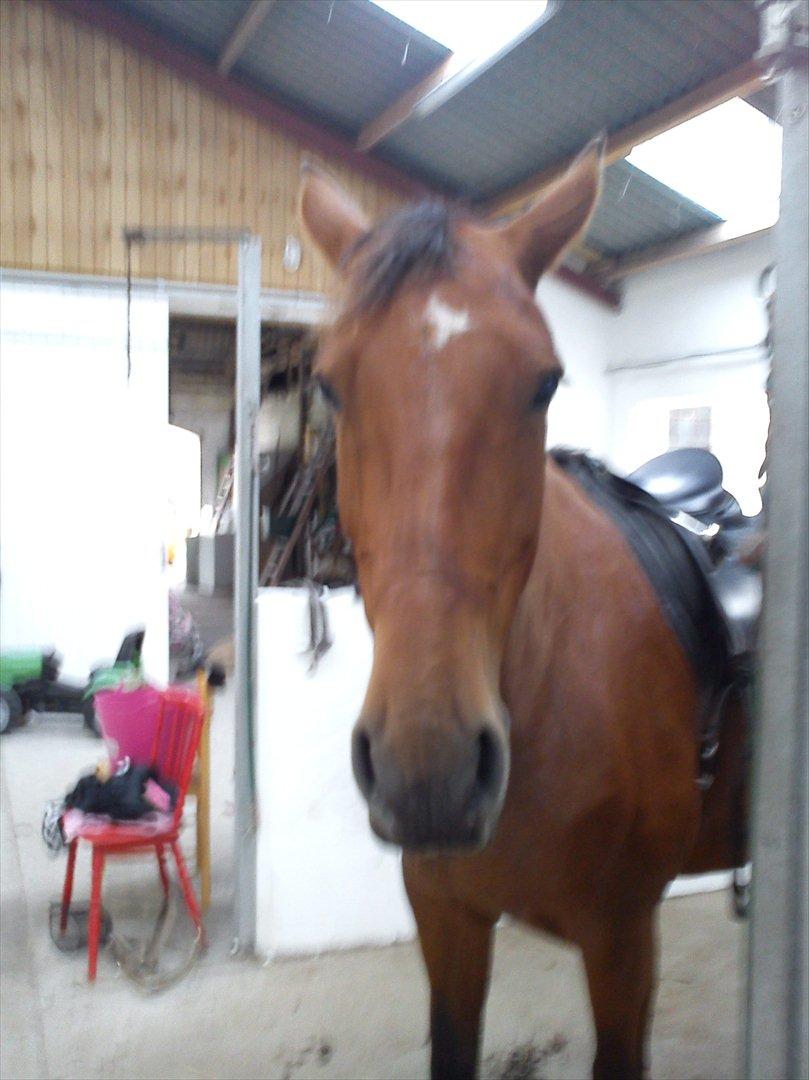 Anden særlig race Comet!<3. har redet!. billede 11