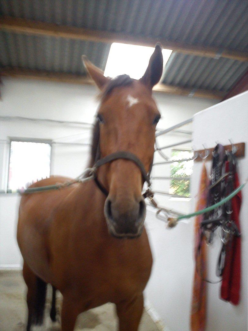 Anden særlig race Comet!<3. har redet!. billede 12