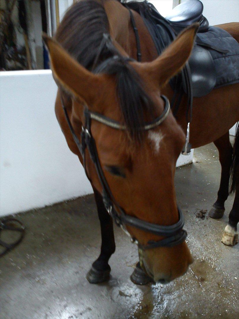 Anden særlig race Comet!<3. har redet!. billede 13