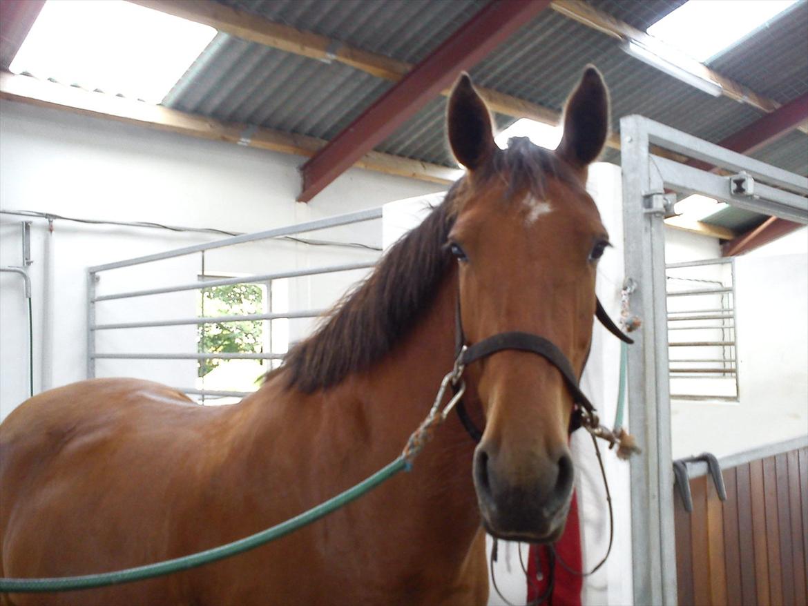 Anden særlig race Comet!<3. har redet!. billede 1