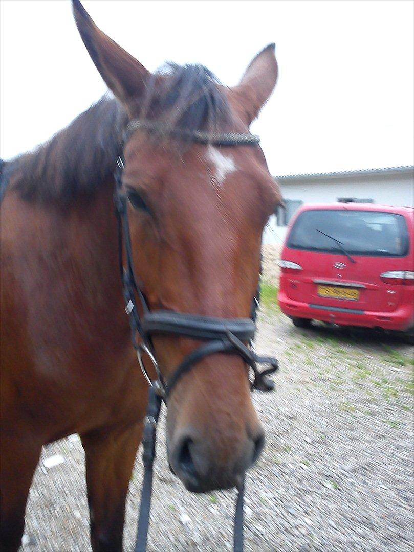 Anden særlig race Comet!<3. har redet!. billede 14