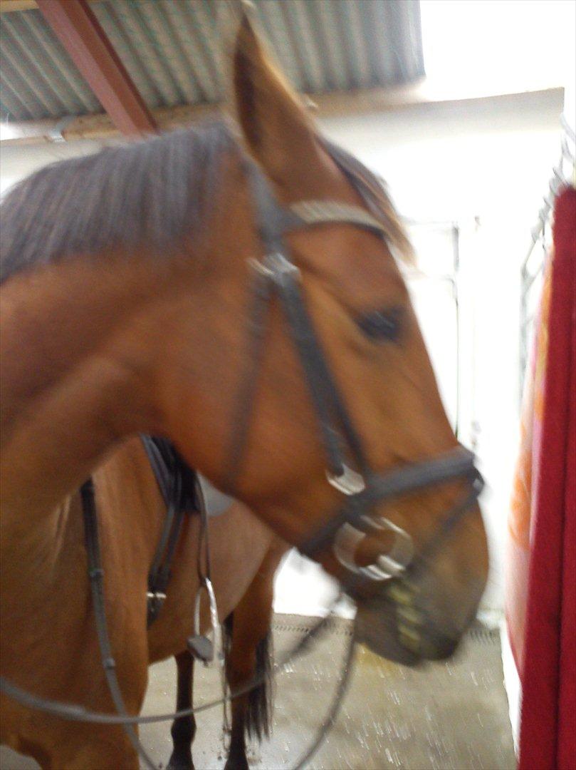 Anden særlig race Comet!<3. har redet!. billede 15