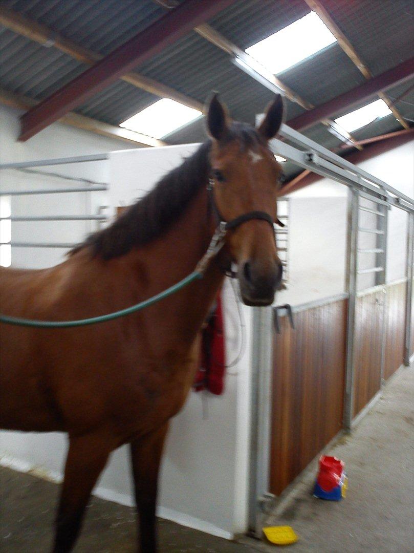 Anden særlig race Comet!<3. har redet!. billede 16