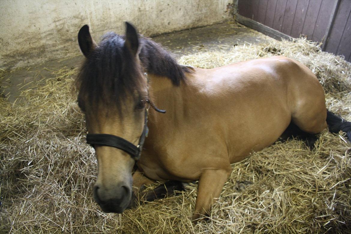 Welsh Pony (sec B) låddenhøjs spigall *DM 2011* billede 17