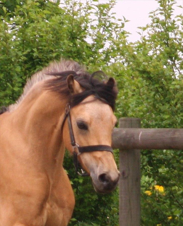 Welsh Pony (sec B) låddenhøjs spigall *DM 2011* billede 2