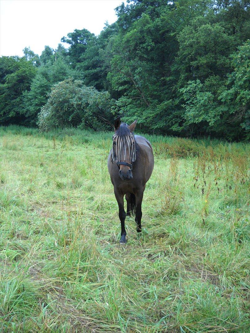 Anden særlig race Espla! :D (Ebbe ! <3)  - Lille TYKKE hest, der nyder græsset. :)  billede 17
