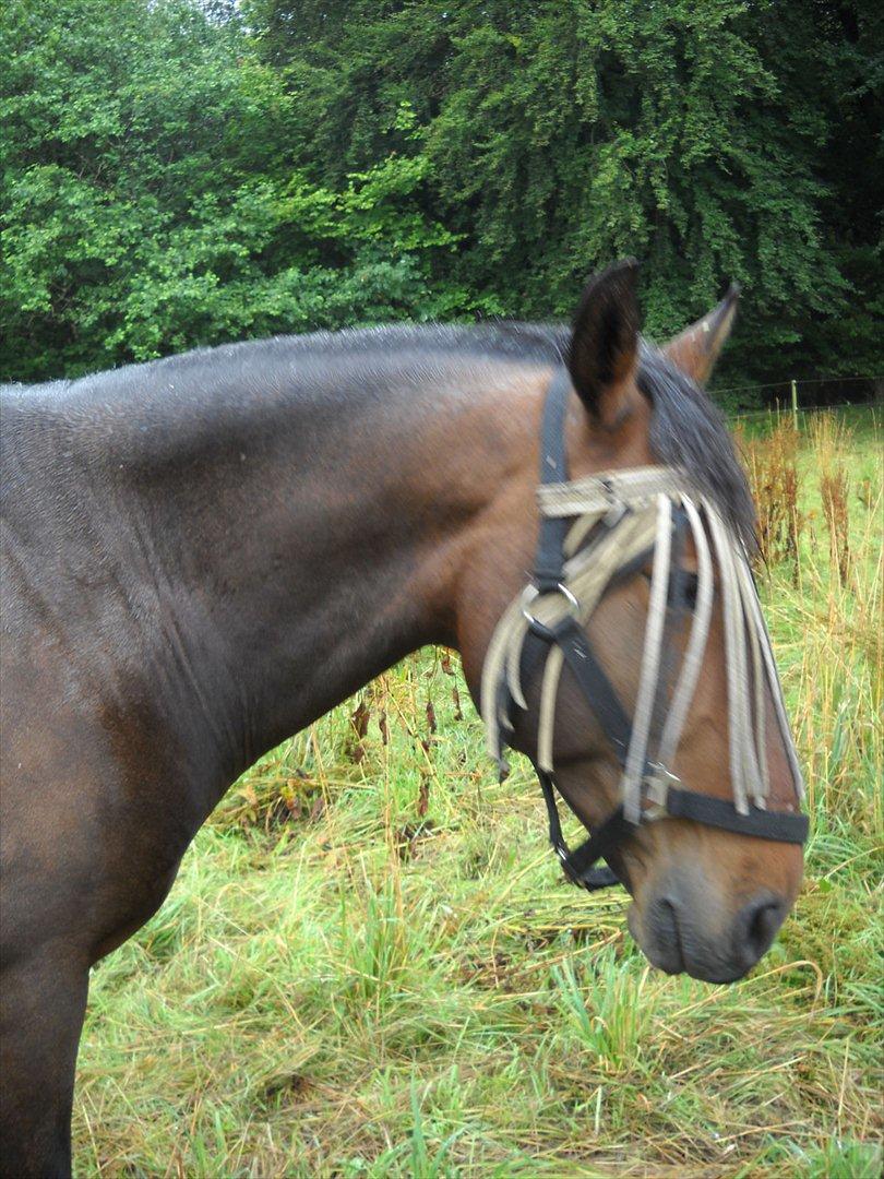 Anden særlig race Espla! :D (Ebbe ! <3)  billede 18