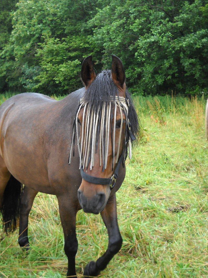 Anden særlig race Espla! :D (Ebbe ! <3)  billede 19