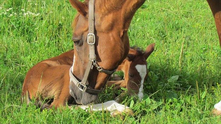 Dansk Varmblod †Channel - DH hoppe† - Nyt skud fra stammen, søde Lancõme billede 1