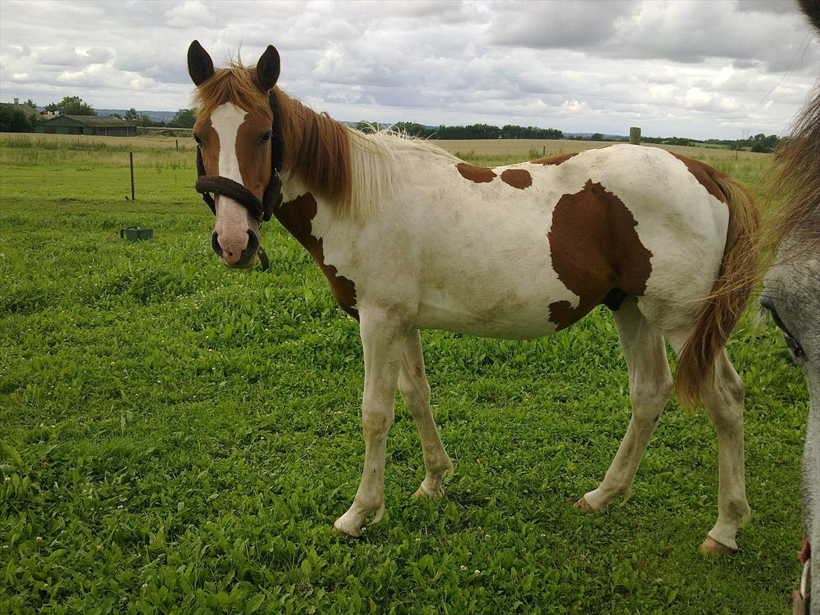 Pinto TAROCK  - D.25.7.2011 billede 7