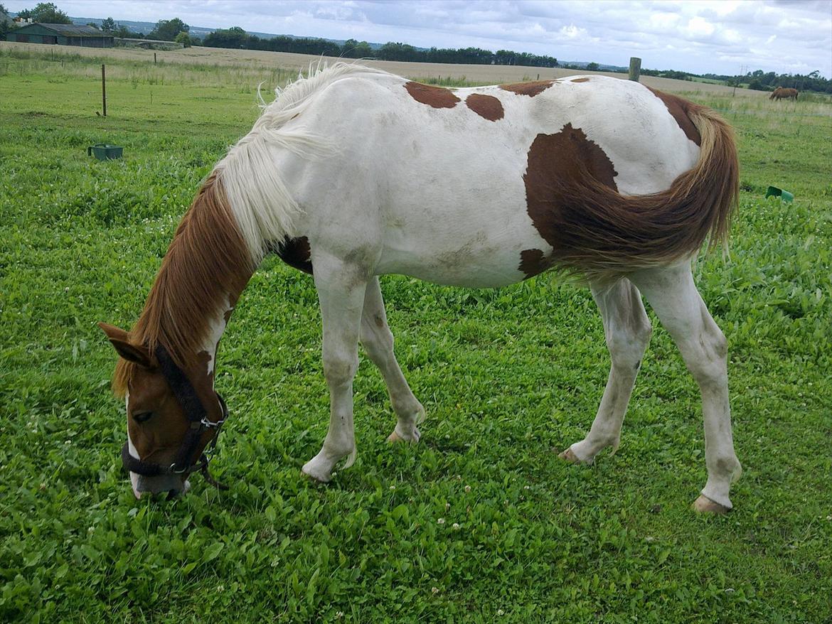 Pinto TAROCK  - D.25.7.2011 billede 8