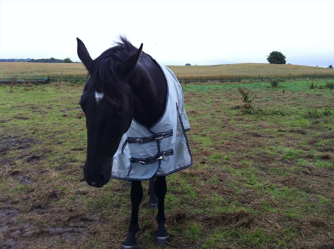 Oldenborg Sokhøjs Felix billede 11