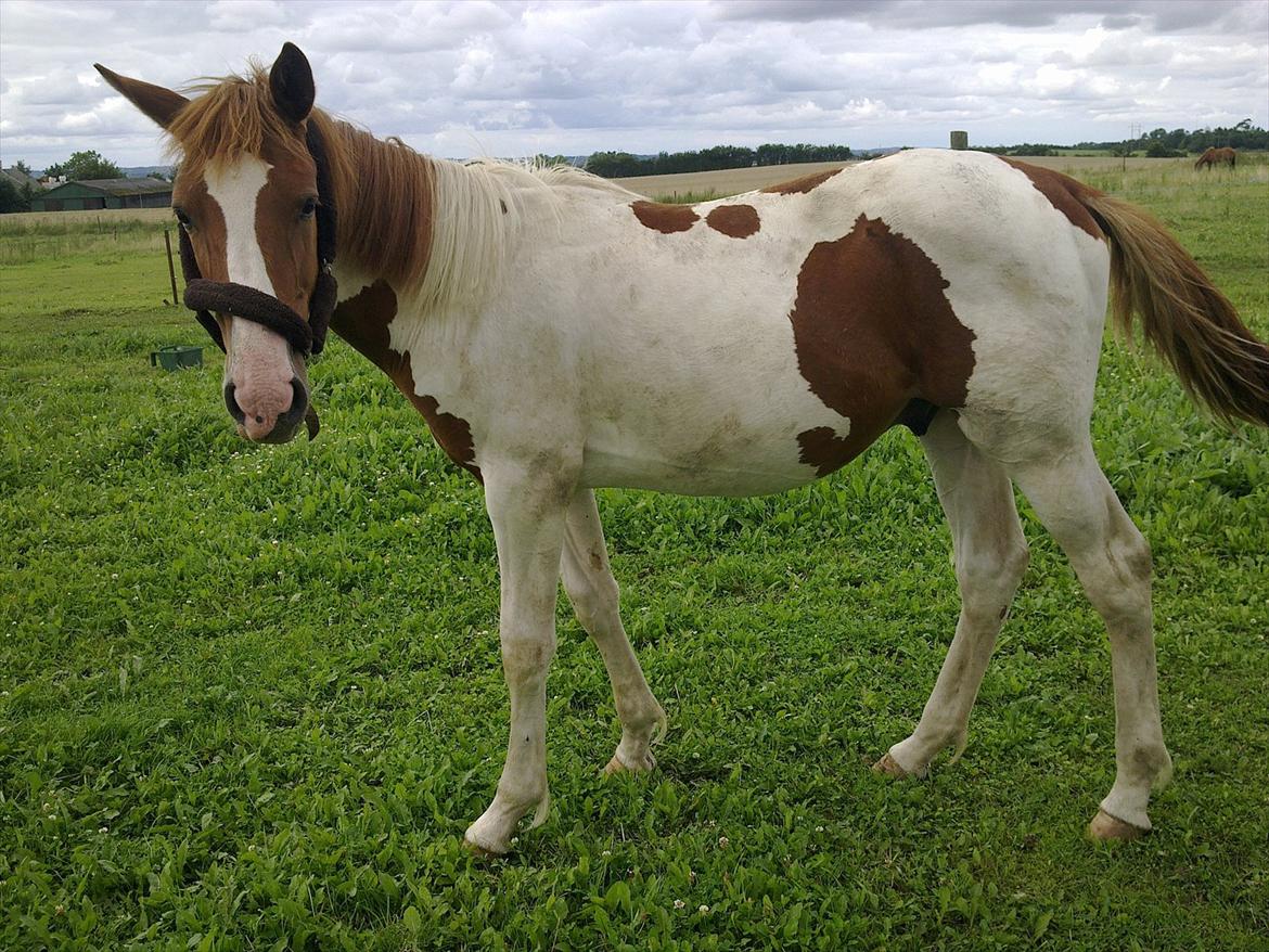 Pinto TAROCK  - D.25.7.2011 billede 9