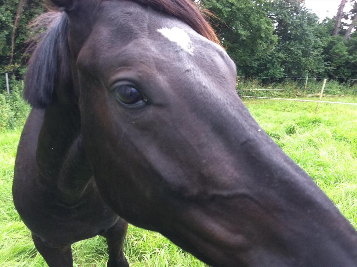 Oldenborg Sokhøjs Felix billede 12