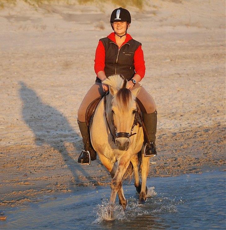 Fjordhest Lasse - Foto: JP billede 15