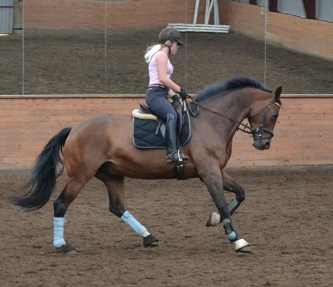 Tysk Oldenburger Milano af Hvarre - Fordi du er den du er <3 billede 8