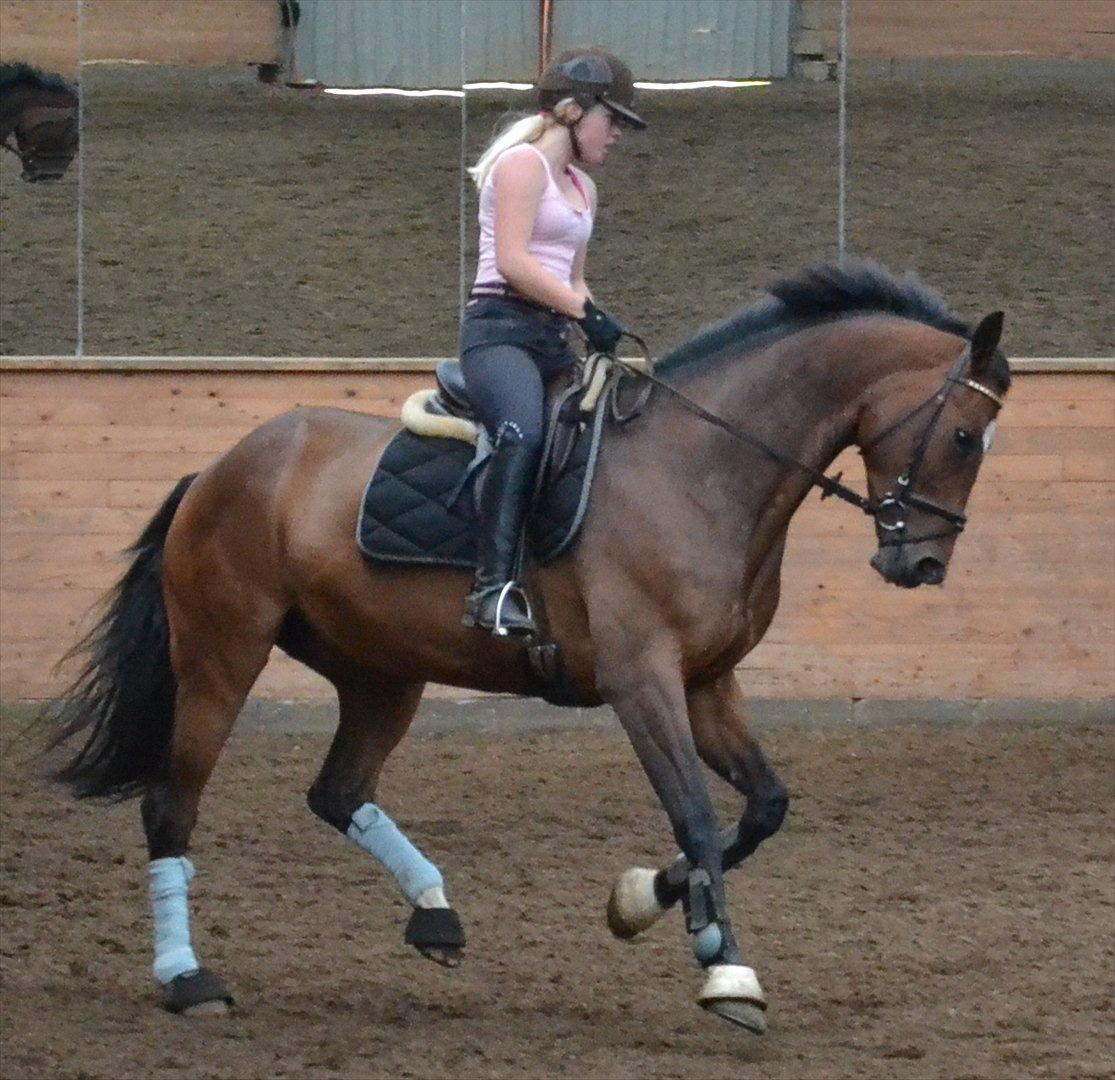 Tysk Oldenburger Milano af Hvarre billede 6