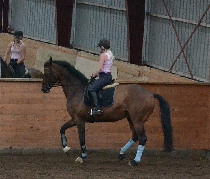 Tysk Oldenburger Milano af Hvarre - Her over vi lidt piaiff :D billede 7