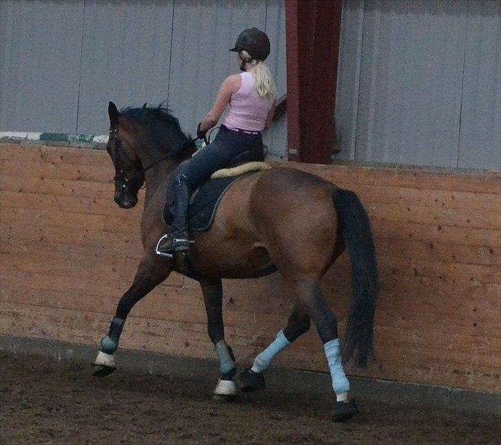 Tysk Oldenburger Milano af Hvarre billede 5