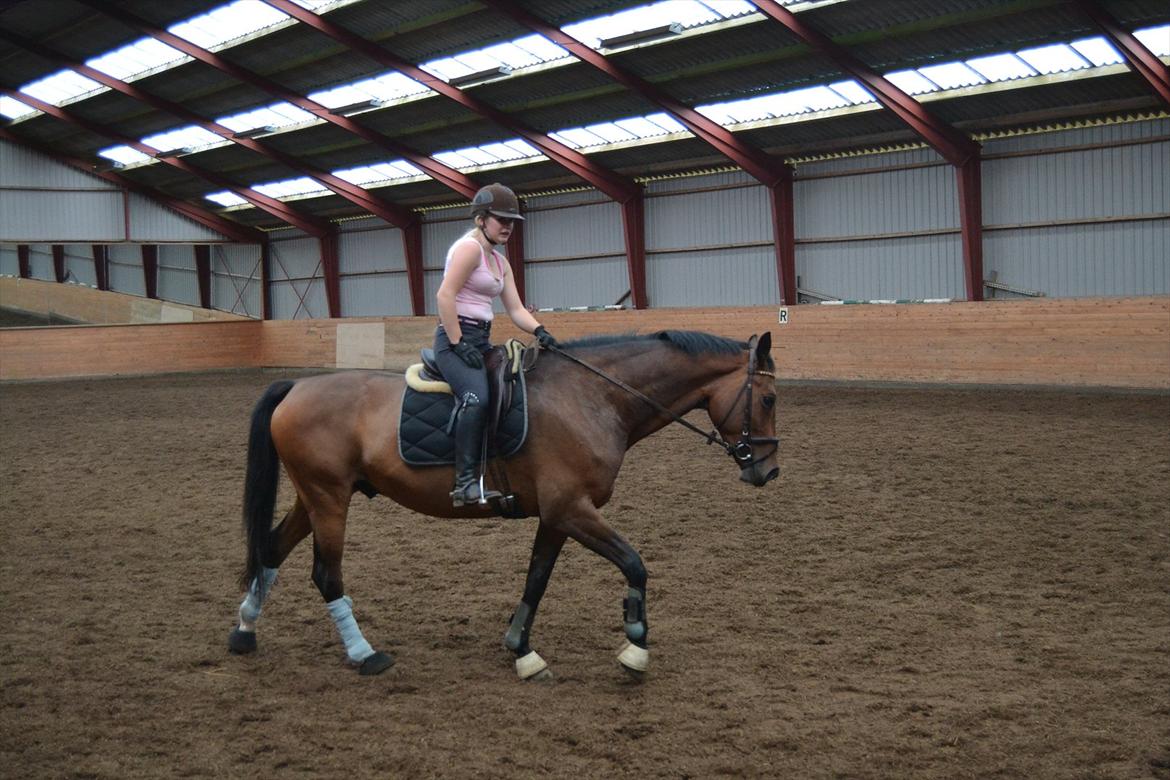 Tysk Oldenburger Milano af Hvarre - <3<3 billede 12