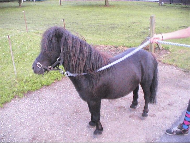 Shetlænder Black Stallion VBS - Damn flotte<3 billede 10