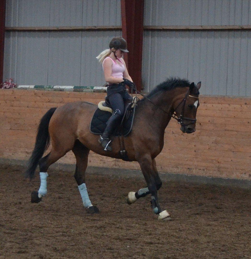 Tysk Oldenburger Milano af Hvarre billede 13