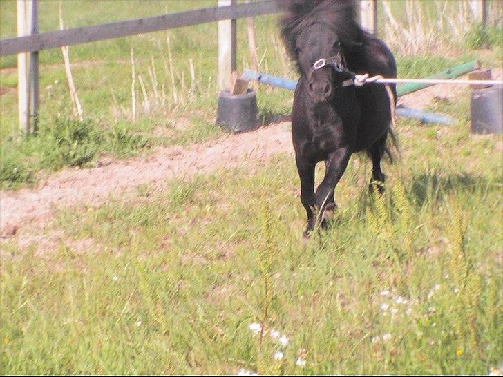 Shetlænder Black Stallion VBS - Dancing boy! billede 11