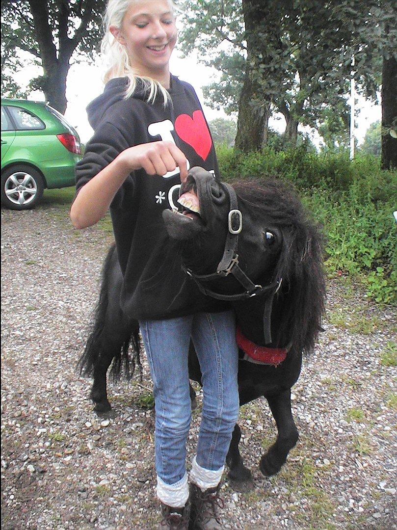 Shetlænder Black Stallion VBS - Smil til verde, og den skraldgriner af diiq! :D billede 5