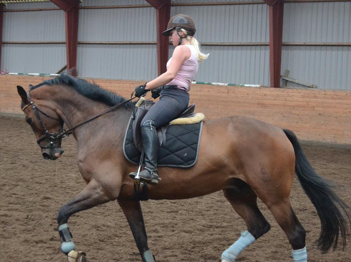 Tysk Oldenburger Milano af Hvarre - Fordi du bare bliver ved og ved :P billede 14