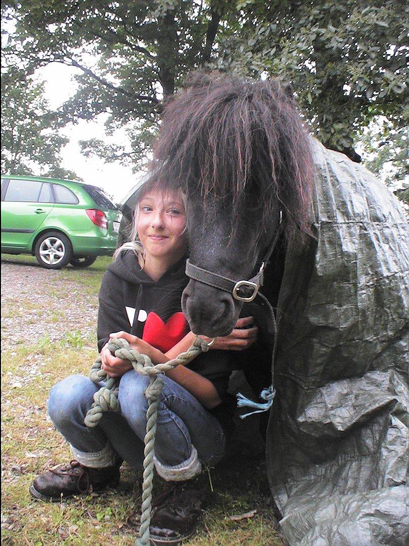 Shetlænder Black Stallion VBS - Et alternativ når det regner?(: billede 4