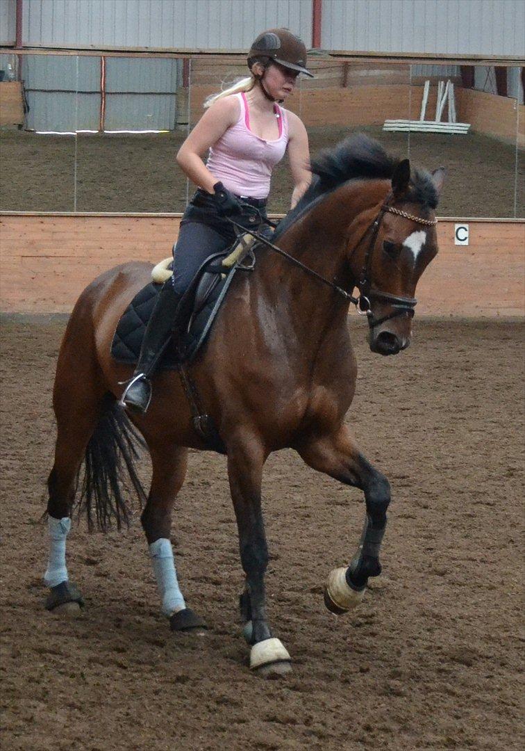 Tysk Oldenburger Milano af Hvarre - Fordi du er smuk <3 billede 15