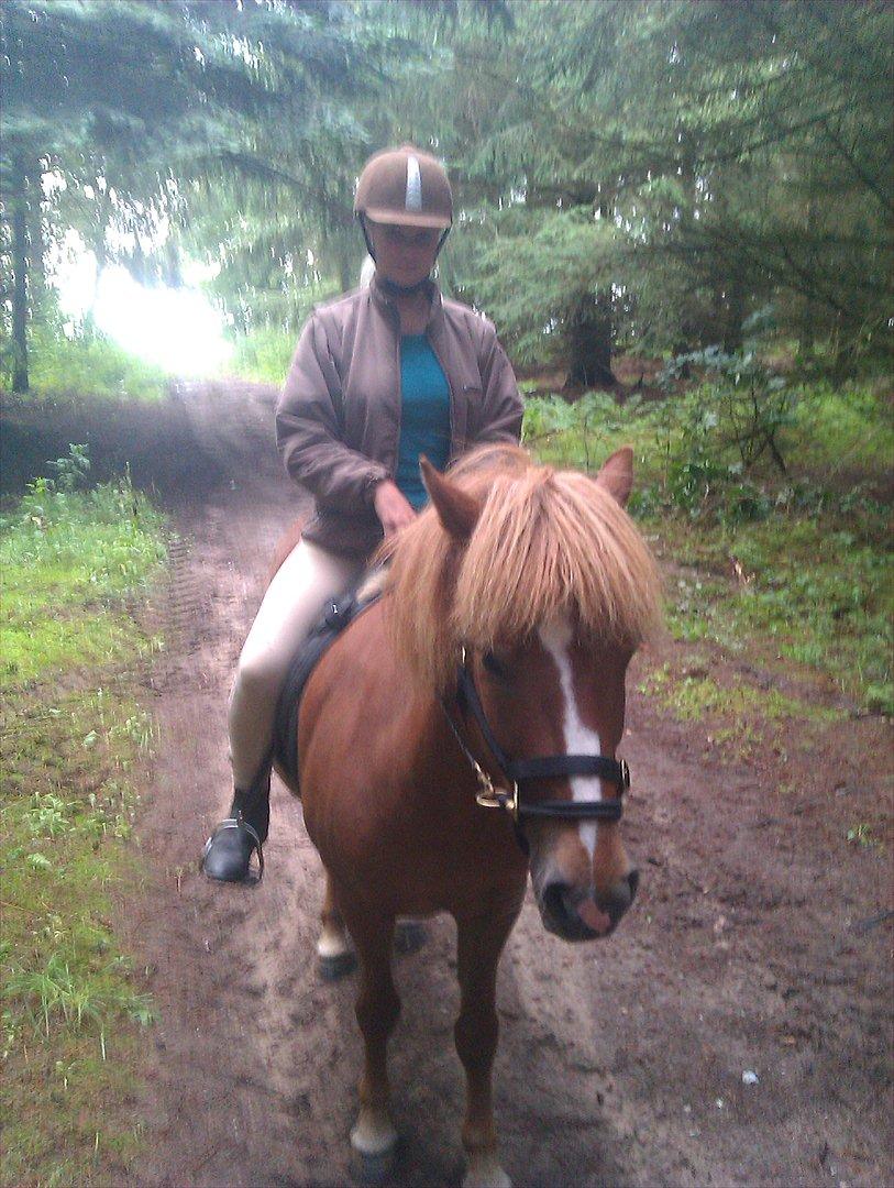 Islænder Calvin - På tur med Anja og Nafi :) billede 1