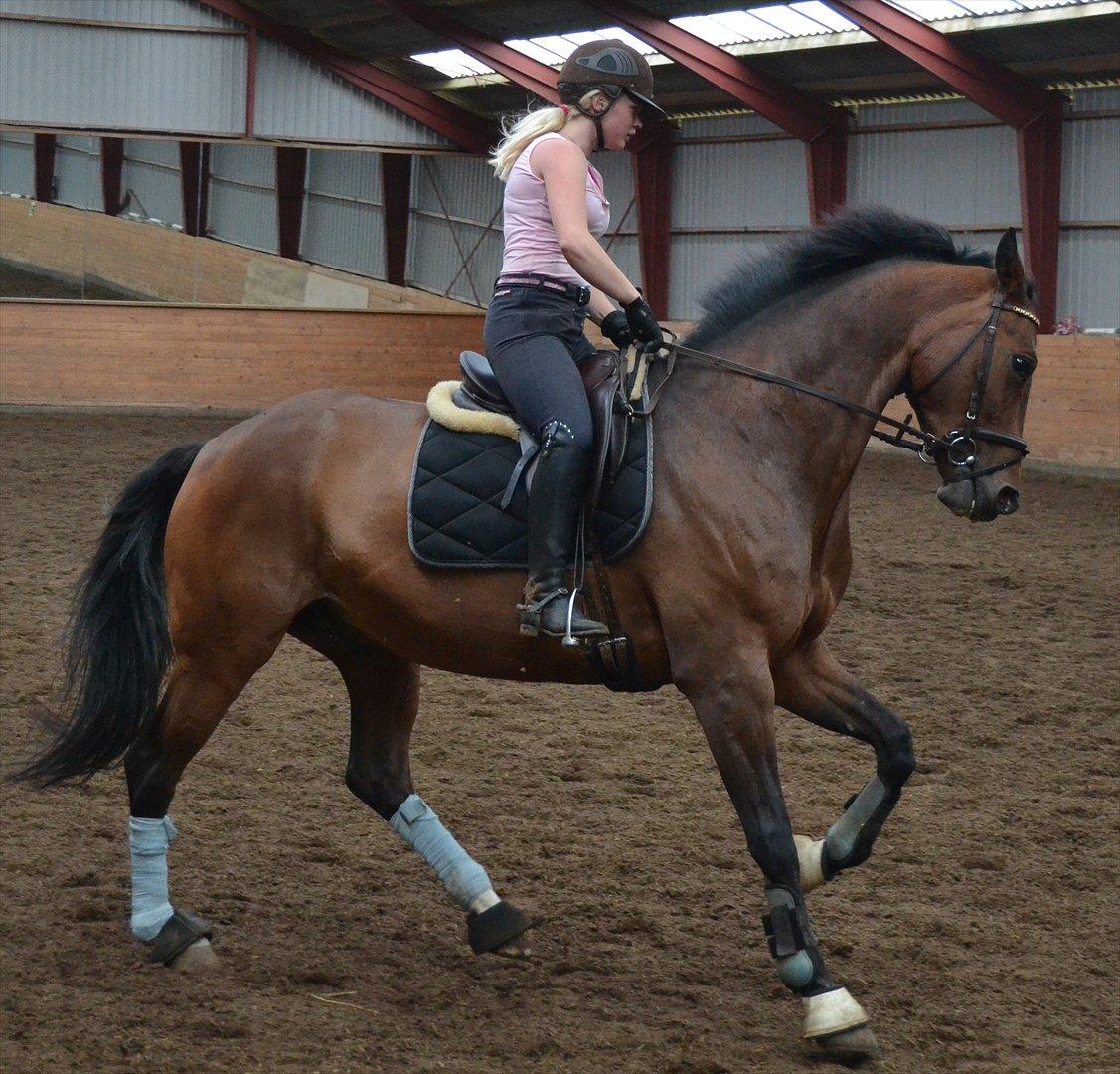 Tysk Oldenburger Milano af Hvarre billede 16